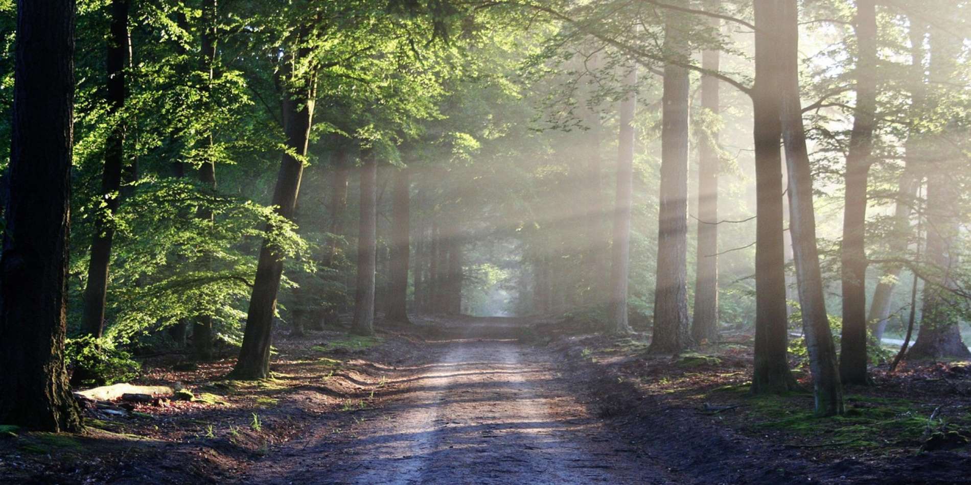 Laan in bos met zonnestralen.