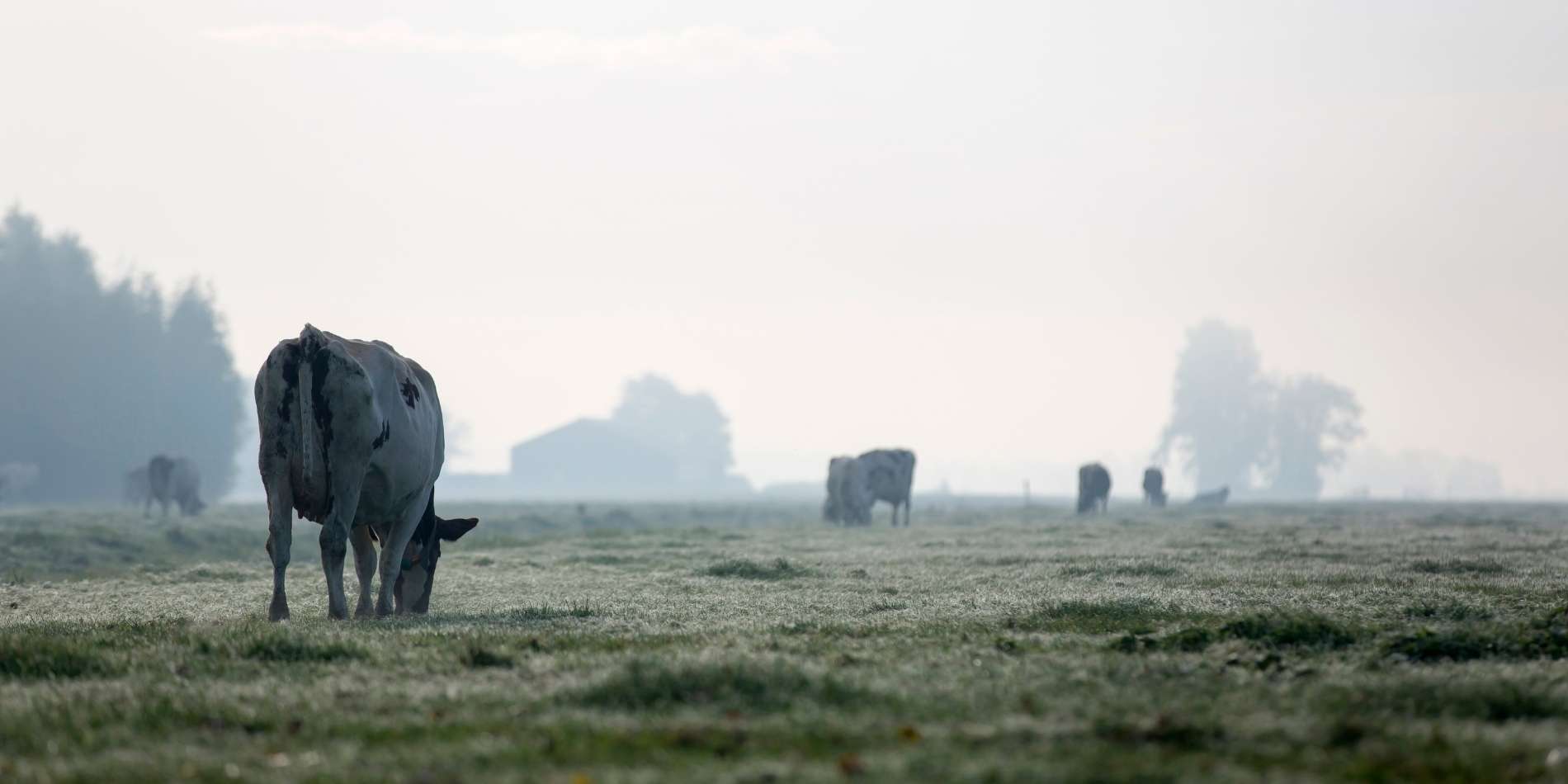 Koe in weiland met mist grijze sfeer