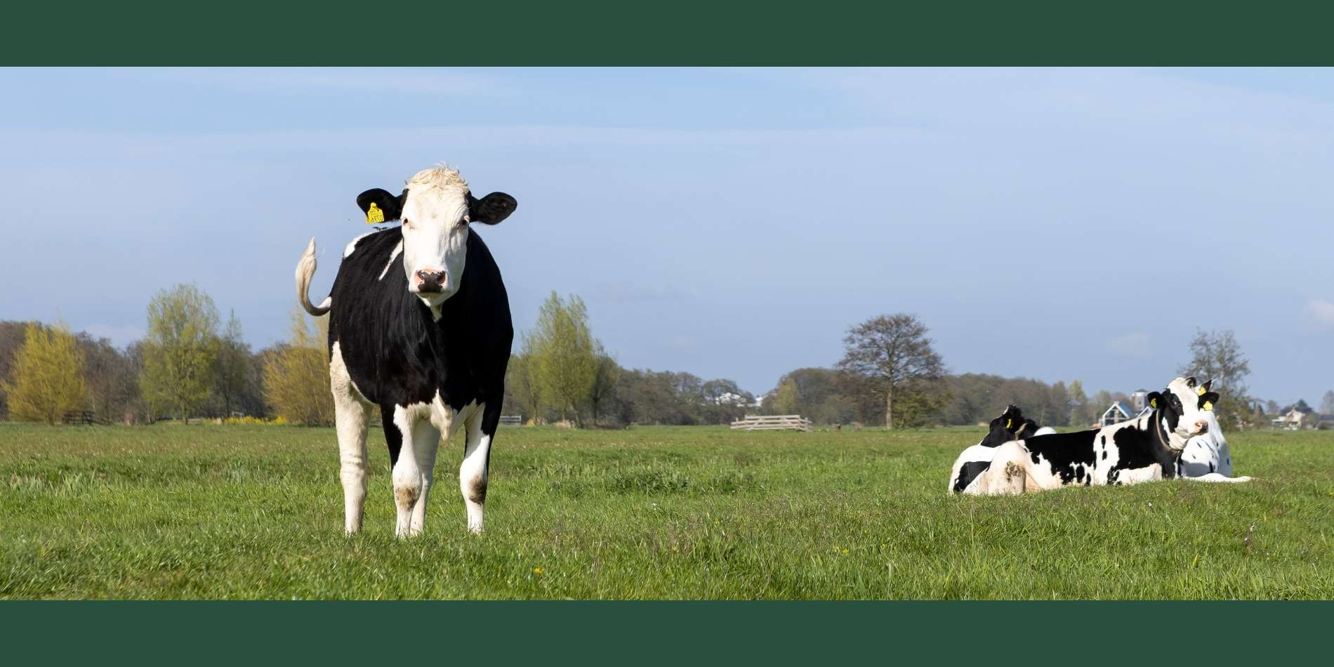 Koe in veld