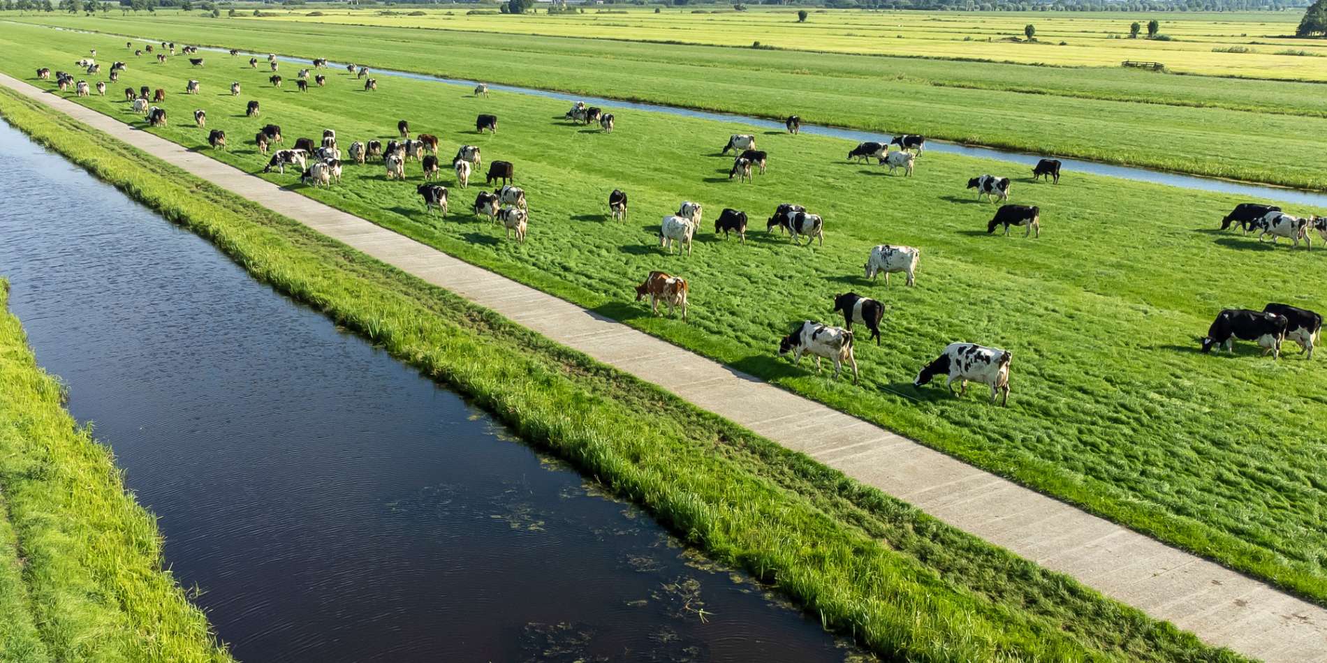 Koeien over weiland lopend langs kanaal.