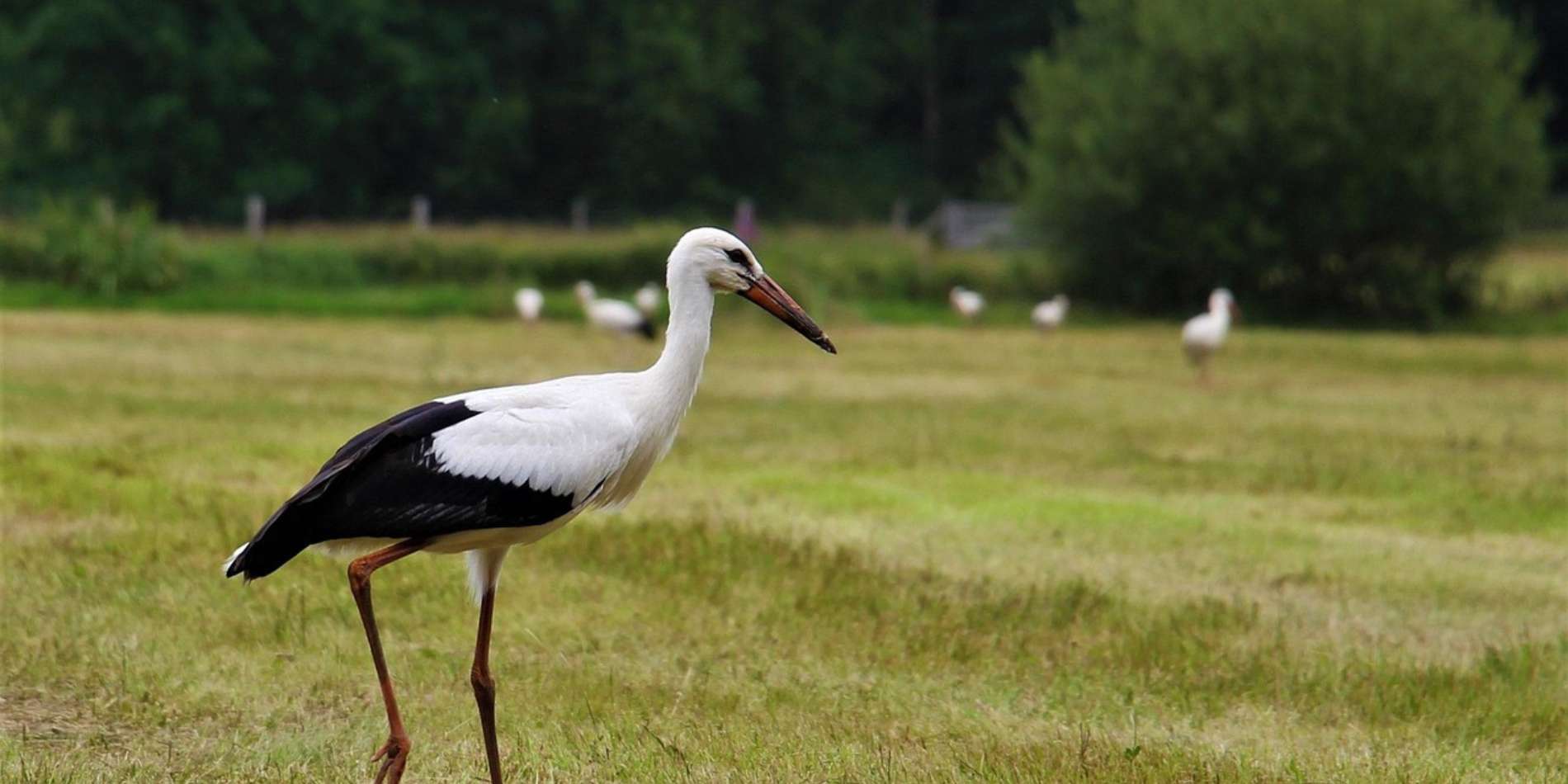 Ooievaar in veld