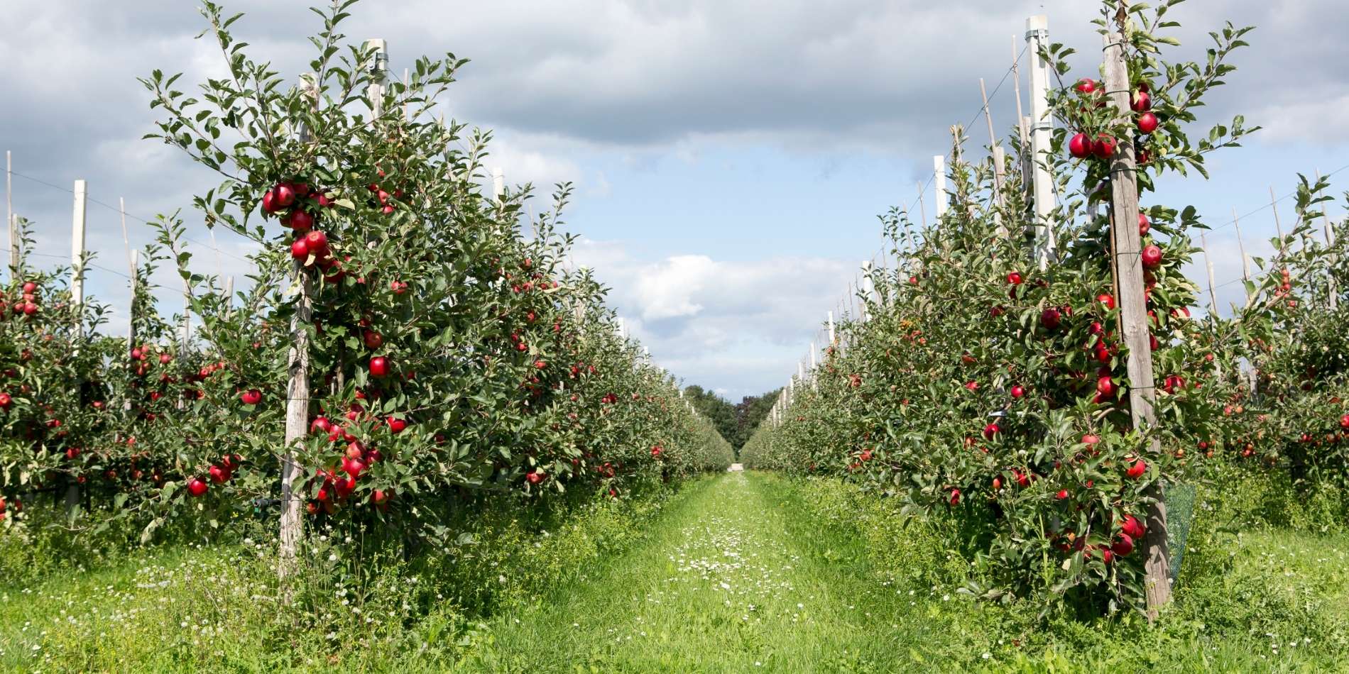 Appelboomgaard
