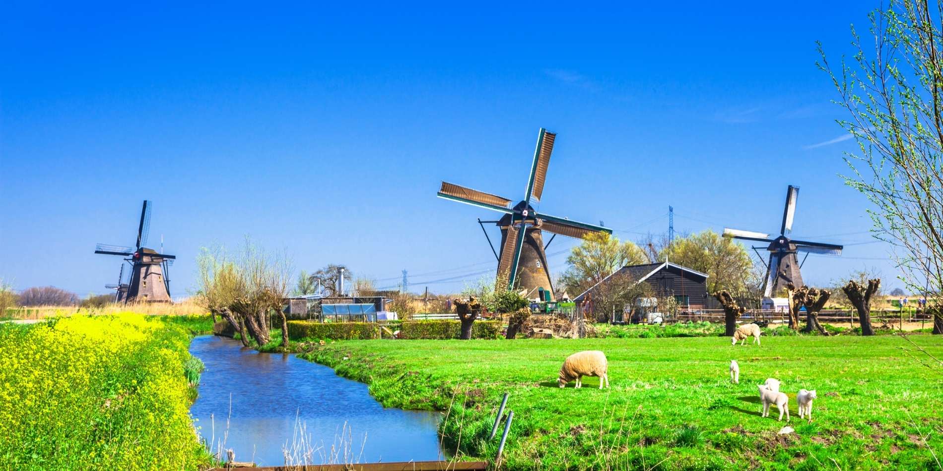 Molens met schapen en langs water
